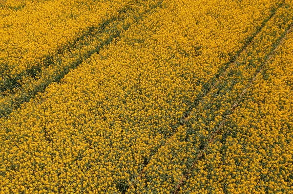 Campo Floreciente Flores Cosecha Colza Vista Alto Ángulo Drone Fotografía —  Fotos de Stock