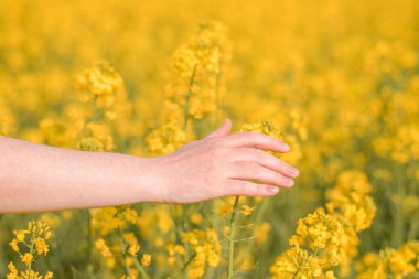 Dişi çiftçi eli tarlada açan kolza tohumu mahsulüne dokunuyor, seçici bir dikkatle yaklaşıyor.