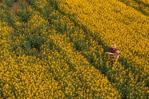 Vista Aérea Dos Agricultores Inspeccionando Cultivos Dañados Campo Colza Flor —  Fotos de Stock