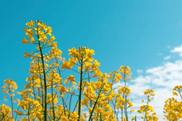 Brassica Napus Kolza Tohumu Bitkisi Baharda Çiçek Açıyor Seçici Odaklanma — Stok fotoğraf