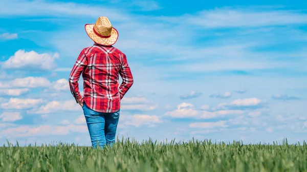 Agronomista Feminina Campo Cevada Verde Olhando Para Distância Visão Traseira — Fotografia de Stock