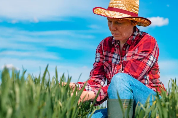 Farmářka Kontrolující Mladé Zelené Obiloviny Poli Selektivní Zaměření — Stock fotografie