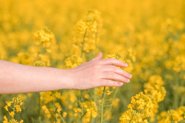 Mano Agricultora Tocando Cultivos Colza Flor Campo Cerca Con Enfoque — Foto de Stock