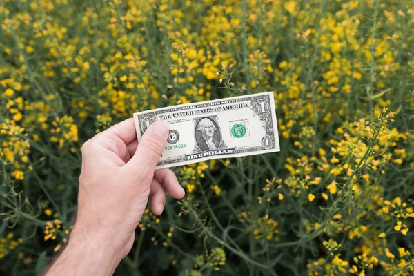 Rapeseed Farming Profit Farmer Holding American Dollars Hand Cultivated Brassica — Stock Photo, Image