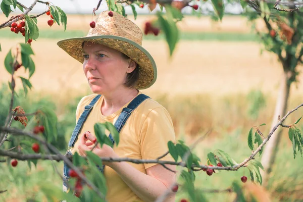 Agricultora Recogiendo Fruta Cereza Madura Huerto Orgánico Concepto Productos Cultivados — Foto de Stock