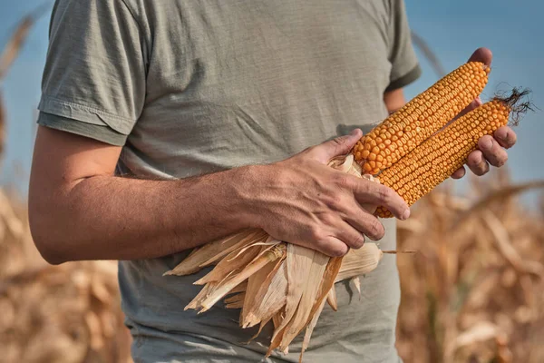 Azienda Agricola Che Raccolto Mais Sulla Pannocchia Campo Agricolo Ritratto — Foto Stock