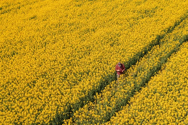 Vista Aérea Del Agricultor Con Tableta Digital Campo Colza Flor —  Fotos de Stock