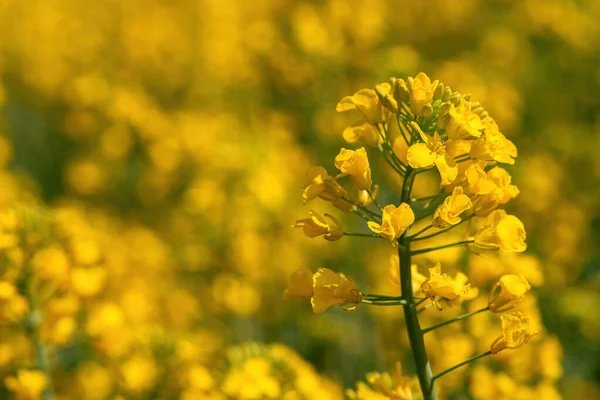 Kvetoucí Žlutá Řepka Olejná Brassica Napus Květ Poli Zblízka Selektivním — Stock fotografie