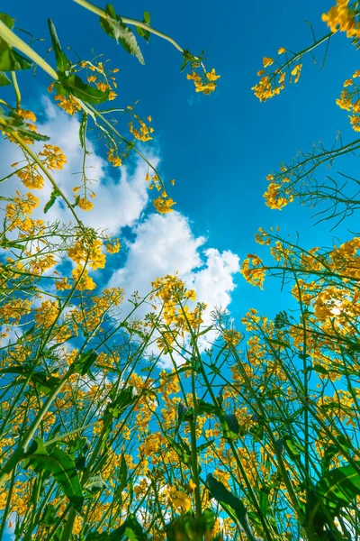 栽培田里的油菜花 背景为蓝天 角度低 — 图库照片