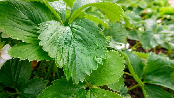 Grüne Blätter Von Heimischen Bio Erdbeerpflanzen Garten Nahaufnahme Mit Selektivem — Stockfoto