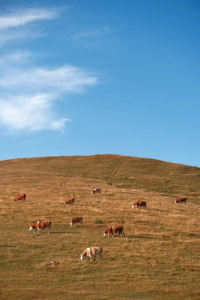 Manada Vacas Está Pastando Ladera Colina Pastos Hermosos Paisajes Región — Foto de Stock