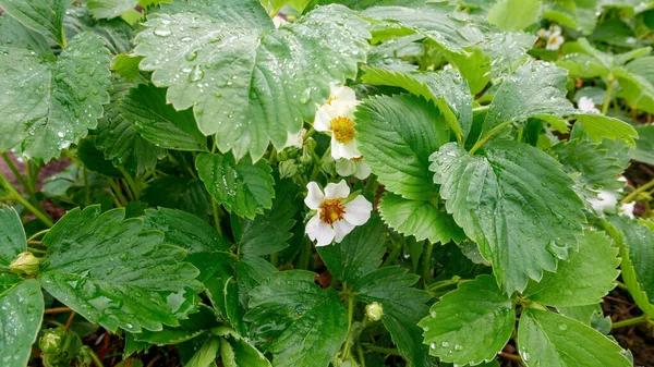 Blüten Und Grüne Blätter Von Heimischen Bio Erdbeerpflanzen Garten Nahaufnahme — Stockfoto