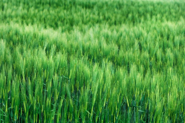 Campo Plantación Trigo Verde Cultivado Enfoque Selectivo —  Fotos de Stock