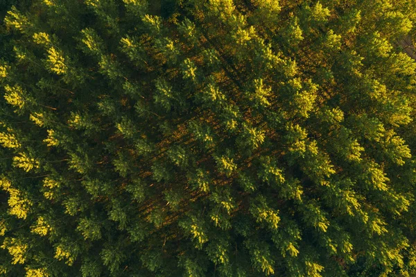 Vista Aérea Padrão Copa Árvore Algodão Pontos Drone Drone Que — Fotografia de Stock