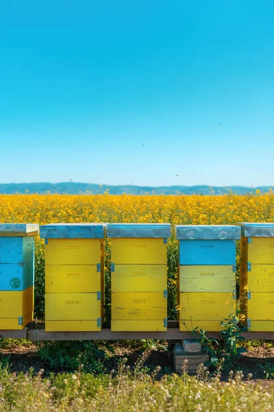 Cajas Colmena Campo Colza Flor Abejas Melíferas Realizando Polinización Plantación — Foto de Stock