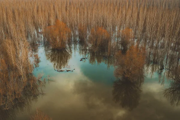 Drone Pov Dan Taşan Orman Arazisi Suyun Altındaki Orman Manzarasının — Stok fotoğraf