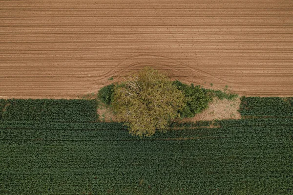 Aerial view of lonely tree in cultivated agricultural field, top view drone pov