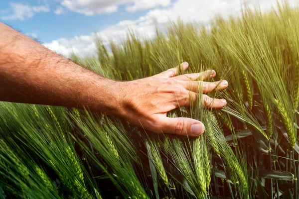 Weizenpflanzenmanagement Pflege Und Verantwortung Für Kulturpflanzen Landwirt Berührt Grüne Getreideähren — Stockfoto