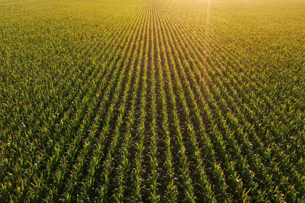 Schwindende Perspektive Luftbild Des Grünen Maisfeldes Sommer Sonnenuntergang Mit Sonnenlicht — Stockfoto