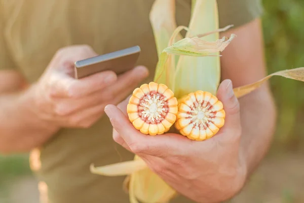 Agricultor Sosteniendo Maíz Mazorca Usando Teléfono Inteligente Campo Cerca Las —  Fotos de Stock