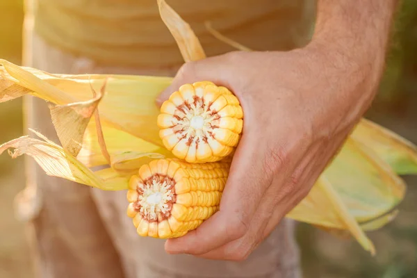 Rolnik Hodujący Kukurydzę Kolbie Polu Podczas Zbiorów Kukurydzy — Zdjęcie stockowe