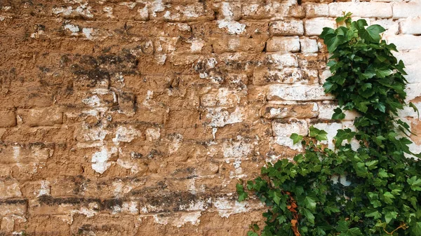 緑のアイビーは背景として古い泥岩壁に対して成長 — ストック写真