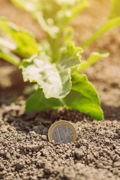 シュガービート栽培利益 フィールド内のユーロコインや作物と概念的なイメージ 選択的な焦点 — ストック写真