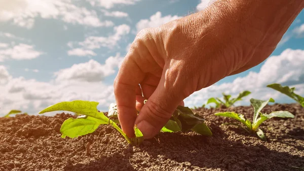 現場での砂糖ビートの根の作物の苗を調べる農家 選択的な焦点を当てた手の閉鎖 — ストック写真