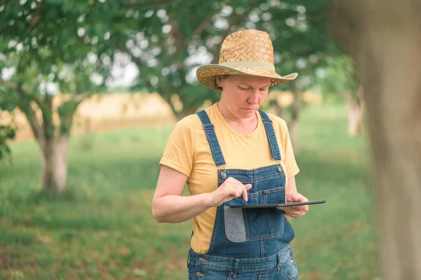 Granjero Femenino Usando Tableta Digital Huerto Inglés Nuez Tecnología Moderna —  Fotos de Stock