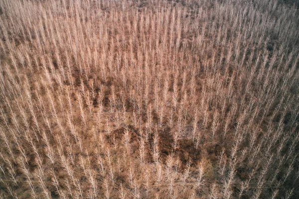 Drone Pov Dan Yaprak Döken Orman Manzarası Kışın Issız Ormanlık — Stok fotoğraf