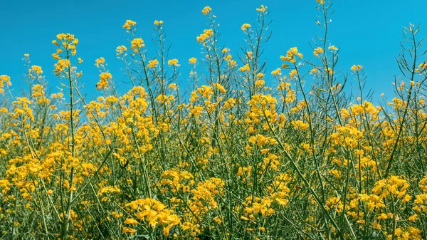 Tarım Tarlasında Kolza Sarısı Çiçekler Brassica Napus Ekimi — Stok fotoğraf