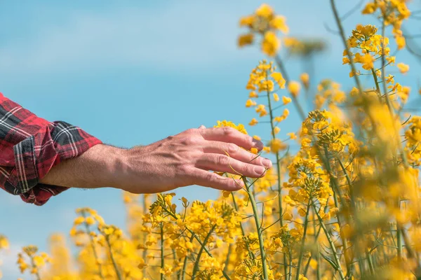 Muž Farmář Ruka Dotýká Kvetoucí Řepky Plodin Poli Zblízka Selektivním — Stock fotografie