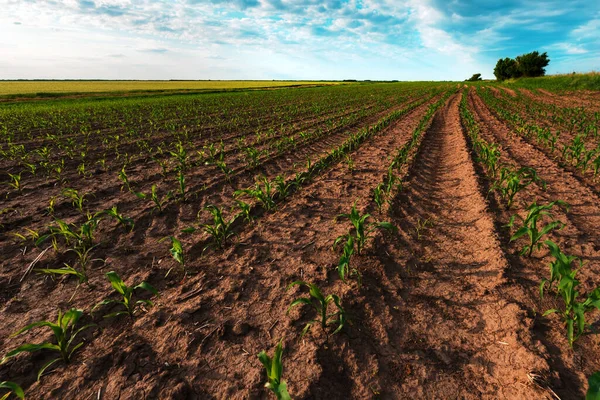 Молодые Зеленые Кукурузные Плантации Конце Дня Широкоугольный Снимок Избирательным Фокусом — стоковое фото