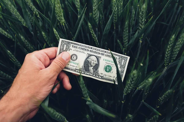 Wheat Cultivation Profit Concept Farmer Holding American Dollar Banknotes Cultivated — Stock Photo, Image