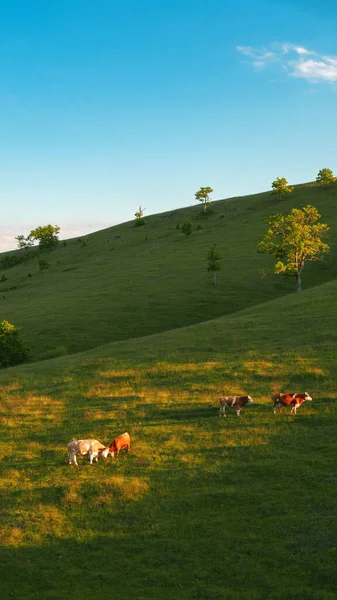 Freilaufende Milchkühe Grasen Sonnigen Frühlingnachmittag Auf Den Hängen Des Zlatibor — Stockfoto