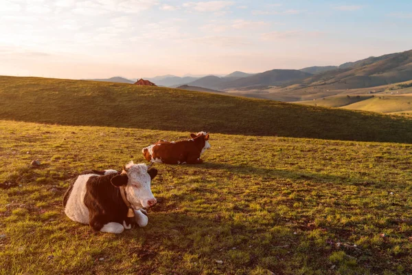 Par Vacas Leiteiras Livre Que Descansam Nas Encostas Das Colinas — Fotografia de Stock