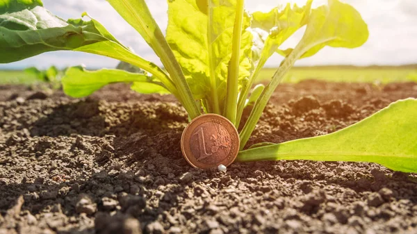 Profitto Della Coltivazione Della Barbabietola Zucchero Immagine Concettuale Con Moneta — Foto Stock