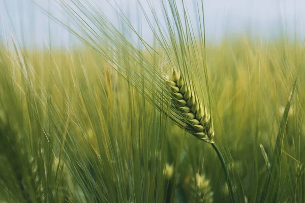 Unripe Green Wheat Ears Cultivated Plantation Field Selective Focus — Stock Photo, Image