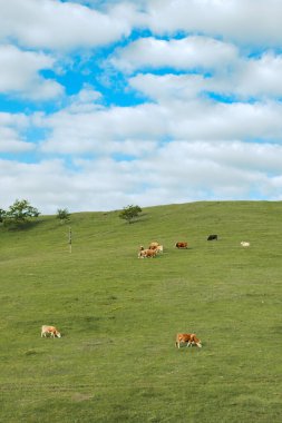 Baharda öğleden sonra Zlatibor tepelerinde otlayan serbest tarım inekleri.