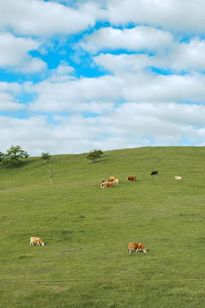 Vacas Lecheras Campo Libre Pastando Las Laderas Zlatibor Tarde Primavera — Foto de Stock