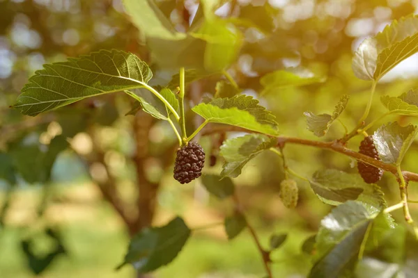 Morera Madura Rama Árbol Morus Cerca Con Enfoque Selectivo —  Fotos de Stock