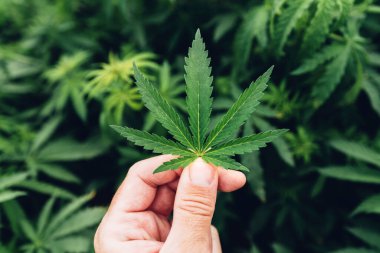Cannabis Sativa grower gently examining crop leaf in field during the regular check-up of plantation, selective focus clipart