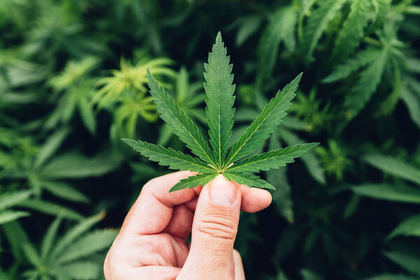 Cannabis Sativa grower gently examining crop leaf in field during the regular check-up of plantation, selective focus
