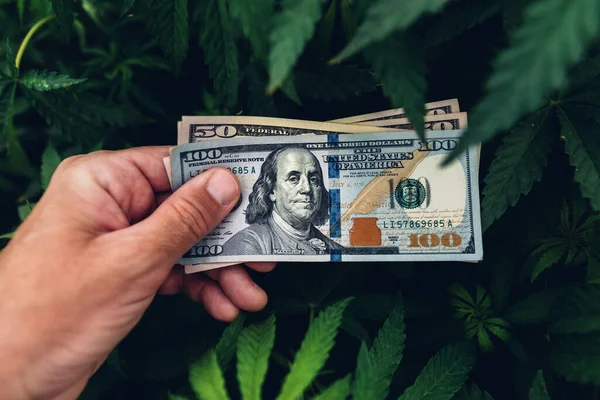 Produtor Cannabis Sativa Orgulhoso Seu Lucro Renda Negócios Cultivo Mostrando — Fotografia de Stock