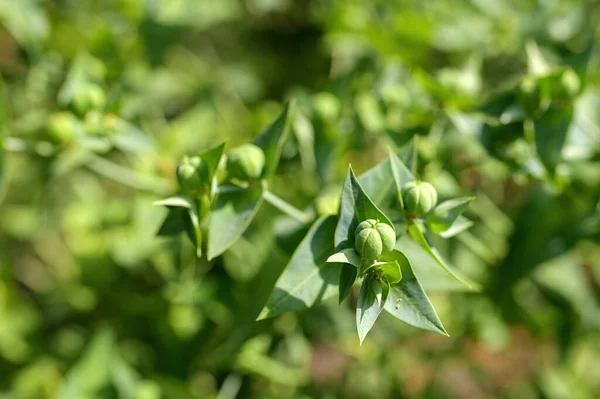 Capperi Spurgo Pianta Crede Respingere Talpe Così Sua Conosciuta Come — Foto Stock