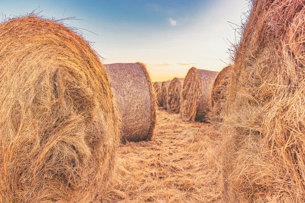 Grote Alfalfa Hooibalen Het Veld Bij Zonsondergang Landbouw Landbouw Concept — Stockfoto