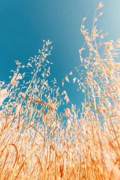 Visão Baixo Ângulo Culturas Aveia Madura Campo Pronto Para Colheita — Fotografia de Stock