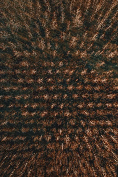 ドローンからの冬のポプラの木の森の空中ビューPov トップビュー — ストック写真