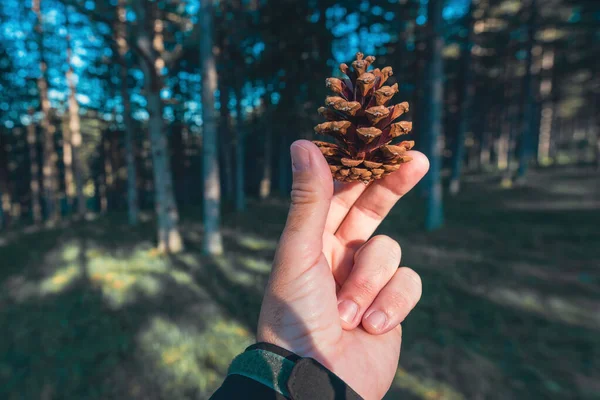 Handhållande Kotte Skogen Närbild Med Selektivt Fokus — Stockfoto