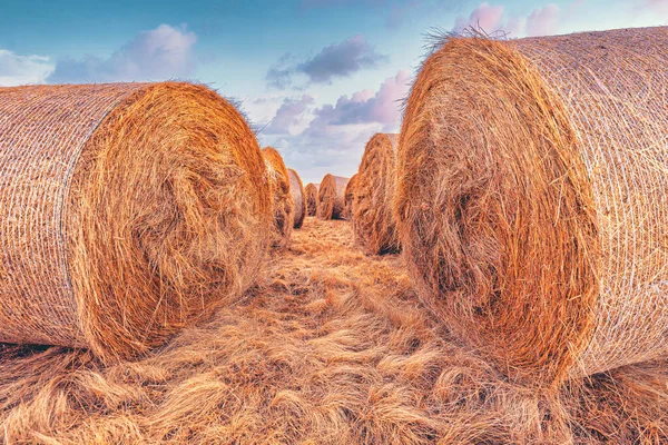 Large Alfalfa Hay Bales Field Sunset Agriculture Farming Concept Selective — Stock Photo, Image